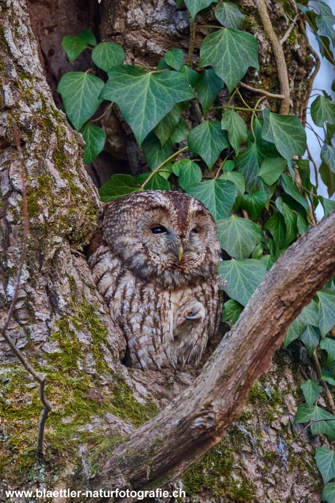 Waldkauz (Strix aluco) &copy; Sandra Bl&auml;ttler